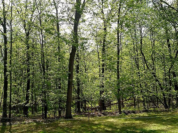 view from deck late spring