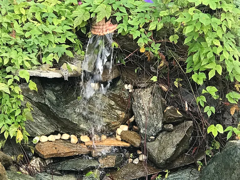 Pond-less Waterfall brings birds and dragonflies