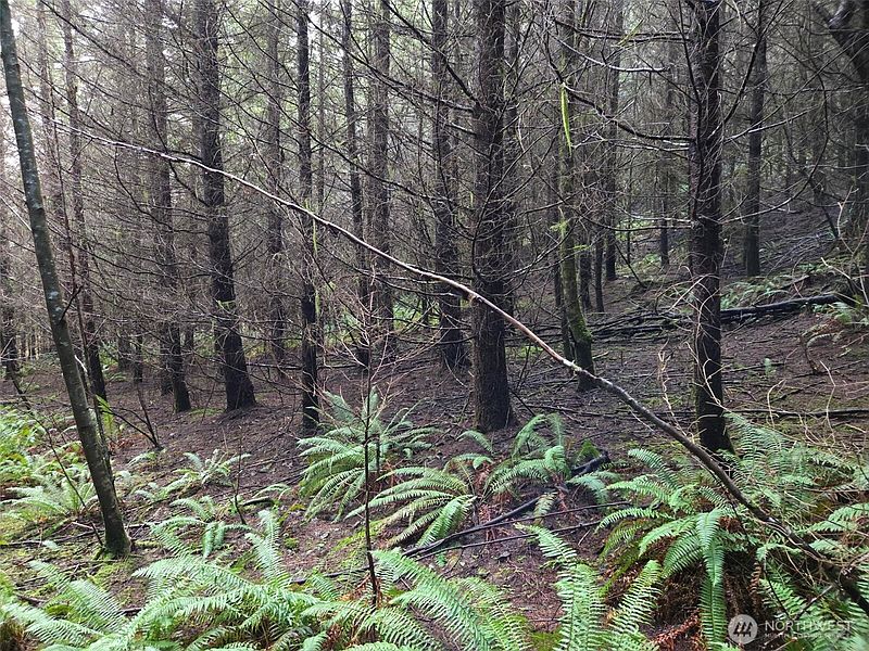 3rd image of 0 End of Workman Creek Road