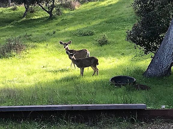 Deer in the backyard