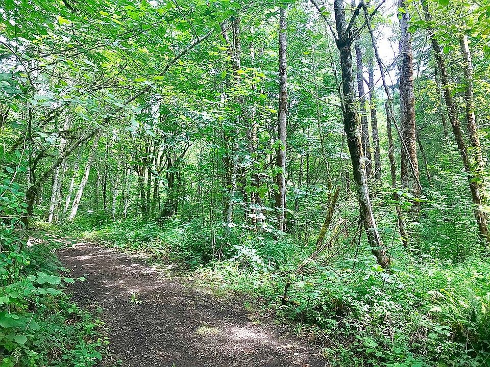 tree-lined gravel road
