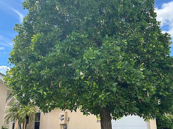 Your tulip tree