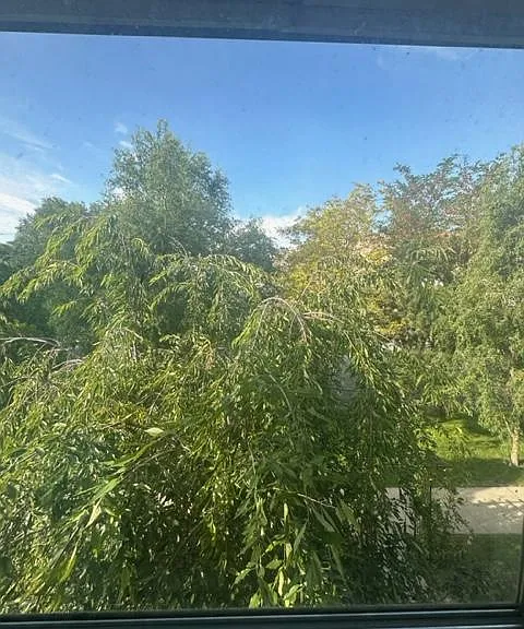 Like trees?