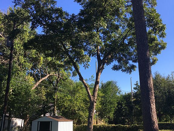 Pecan Tree
