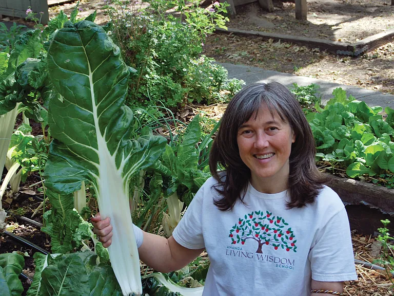Harvesting chard in the community organic garden