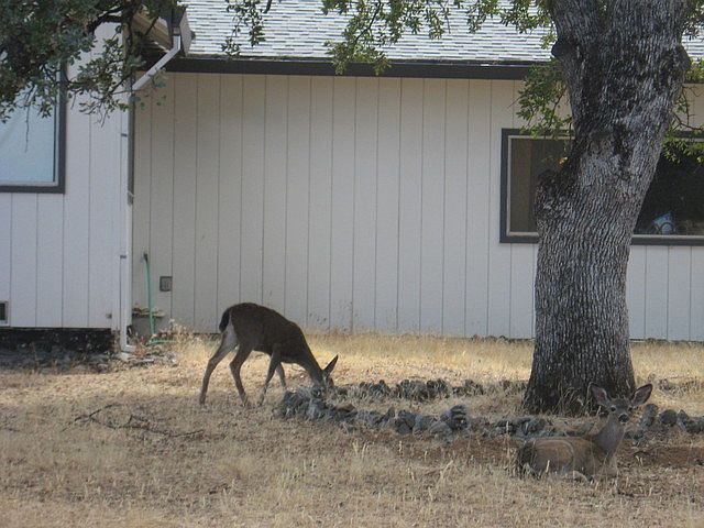 2nd image of 110 Coyote Path