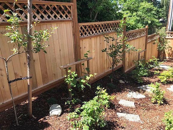 "Urban orchard" with apple trees, grapes, blueberries, and r