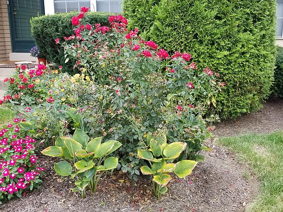 Landscaping outside front door