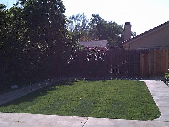 Back yard