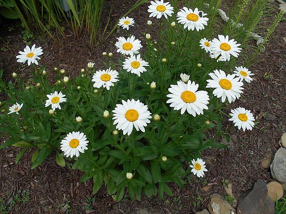 Flowers in center circle