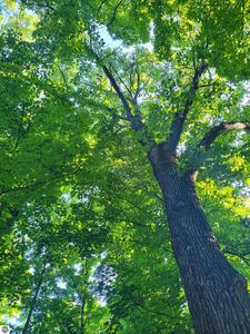 LOT 17 Wind Ridge Dr, Bellaire, MI, 49615