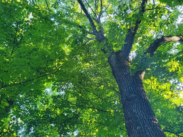 LOT 17 Wind Ridge Dr, Bellaire, MI 49615