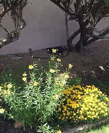 Perennials 