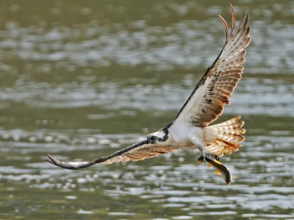 831 County Road 596, Rogersville, AL 35652