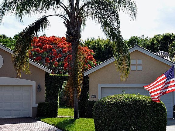 My Poinciana Tree