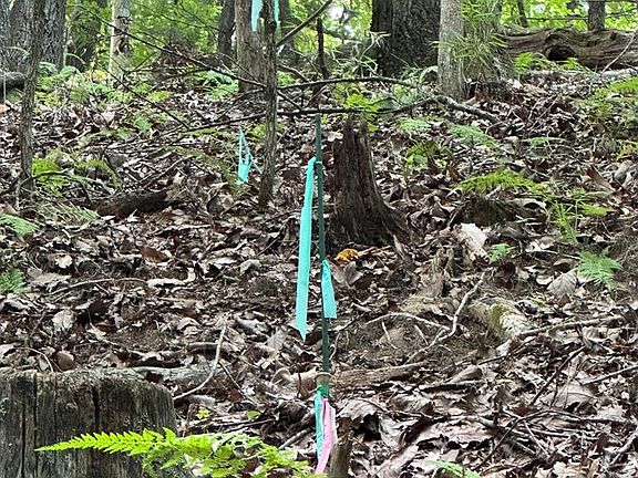 2nd image of 12 Pickelsimer Mountain Ln