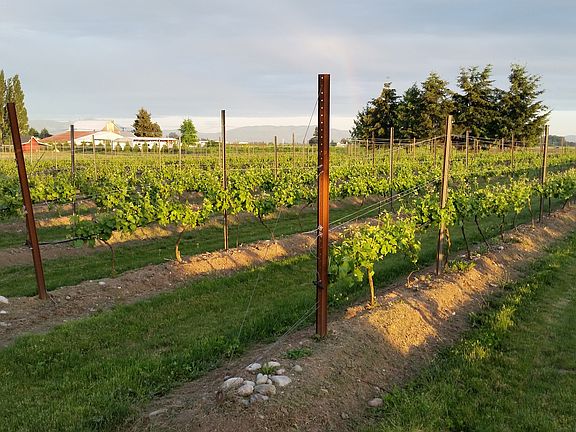Vineyard - 4 acres wine 