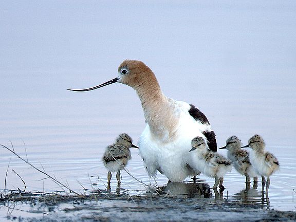 Malhuer Lake Wildlife