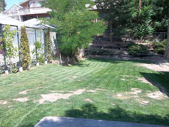 Grass planted spring 2013