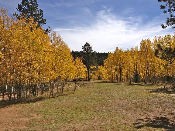 Aspen Groves In The Fall