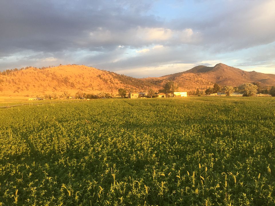 View of irrigated hayfield