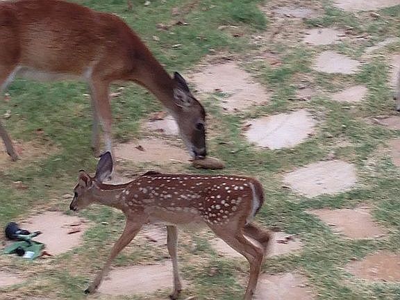 Mamas and babies in spring