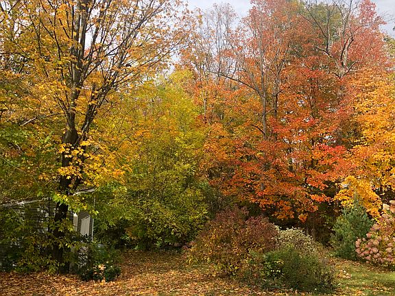 Beautiful fall foliage!