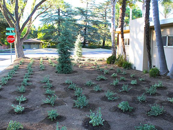 New Drought Resistant trees