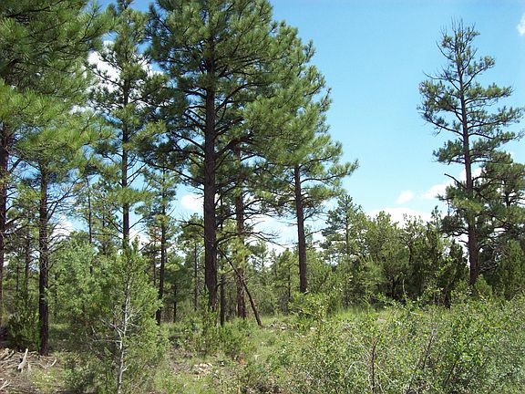 4th image of 971 Old Highway 160