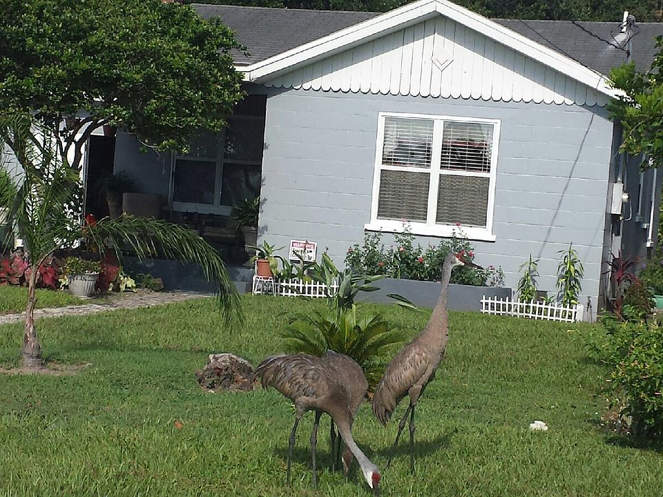 In town wildlife