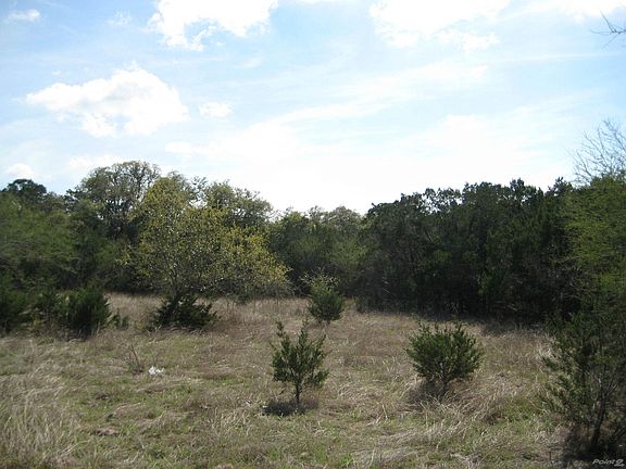 Huge Oak Trees in the Rear