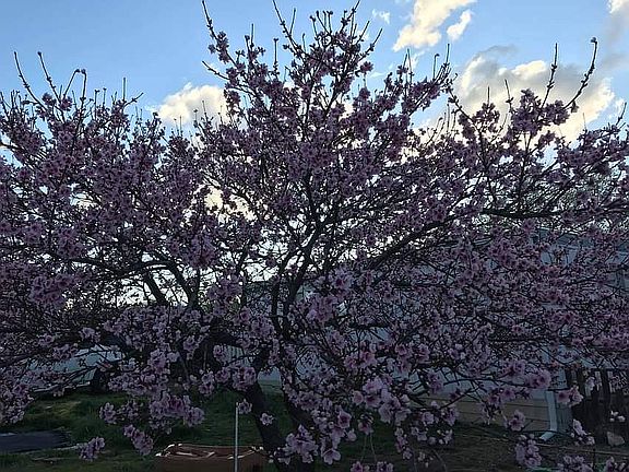Peach tree in blossom 