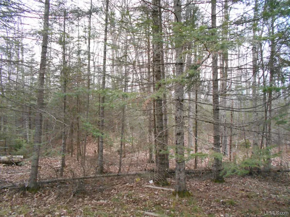 M 28, Newberry, MI 49868