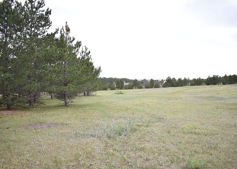 Mature trees 