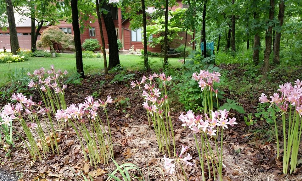1st image of 1503 Windwood Hills Dr