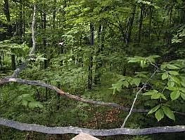 4th image of 3162 W Plane Ln
