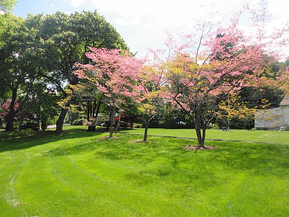 Beautiful trees on property