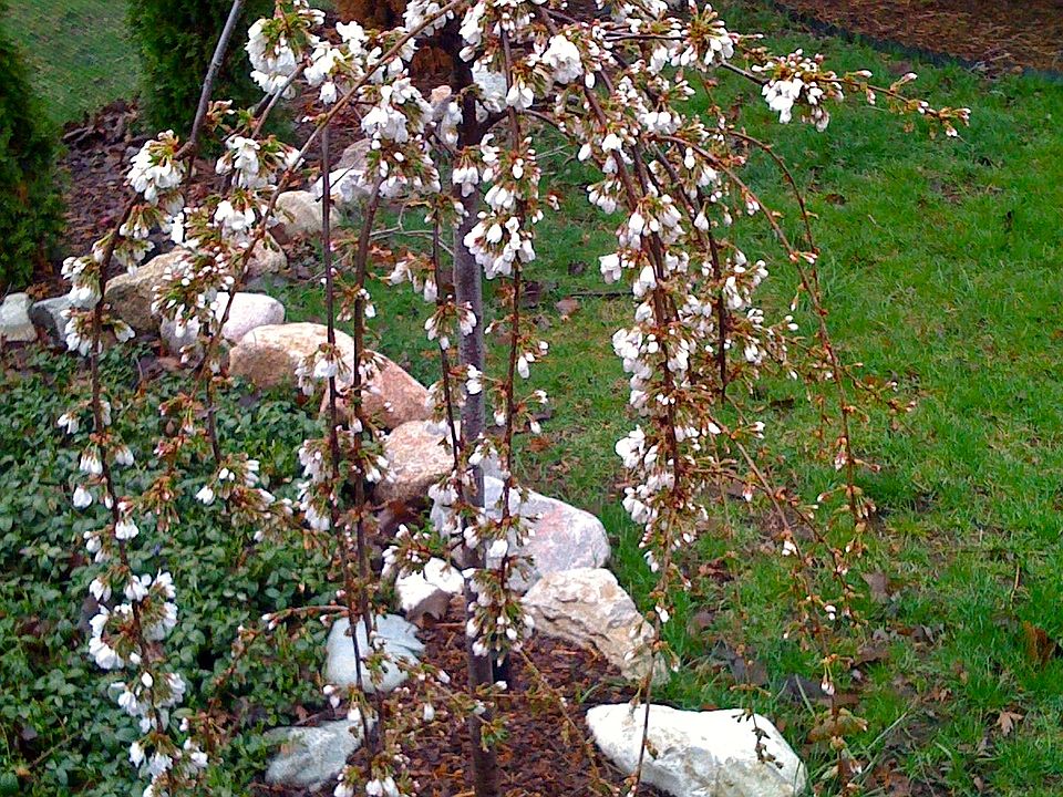Asian tree in bloom 2008. 