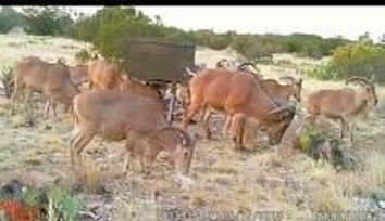 0 High Lonesome Rd, Comstock, TX, 78837