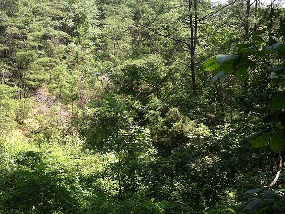 3rd image of Devil's Fork Rd