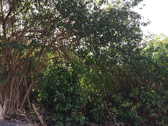 Lot is Very Overgrown