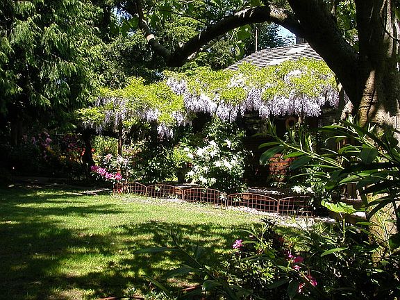 100 year old wisteria 
