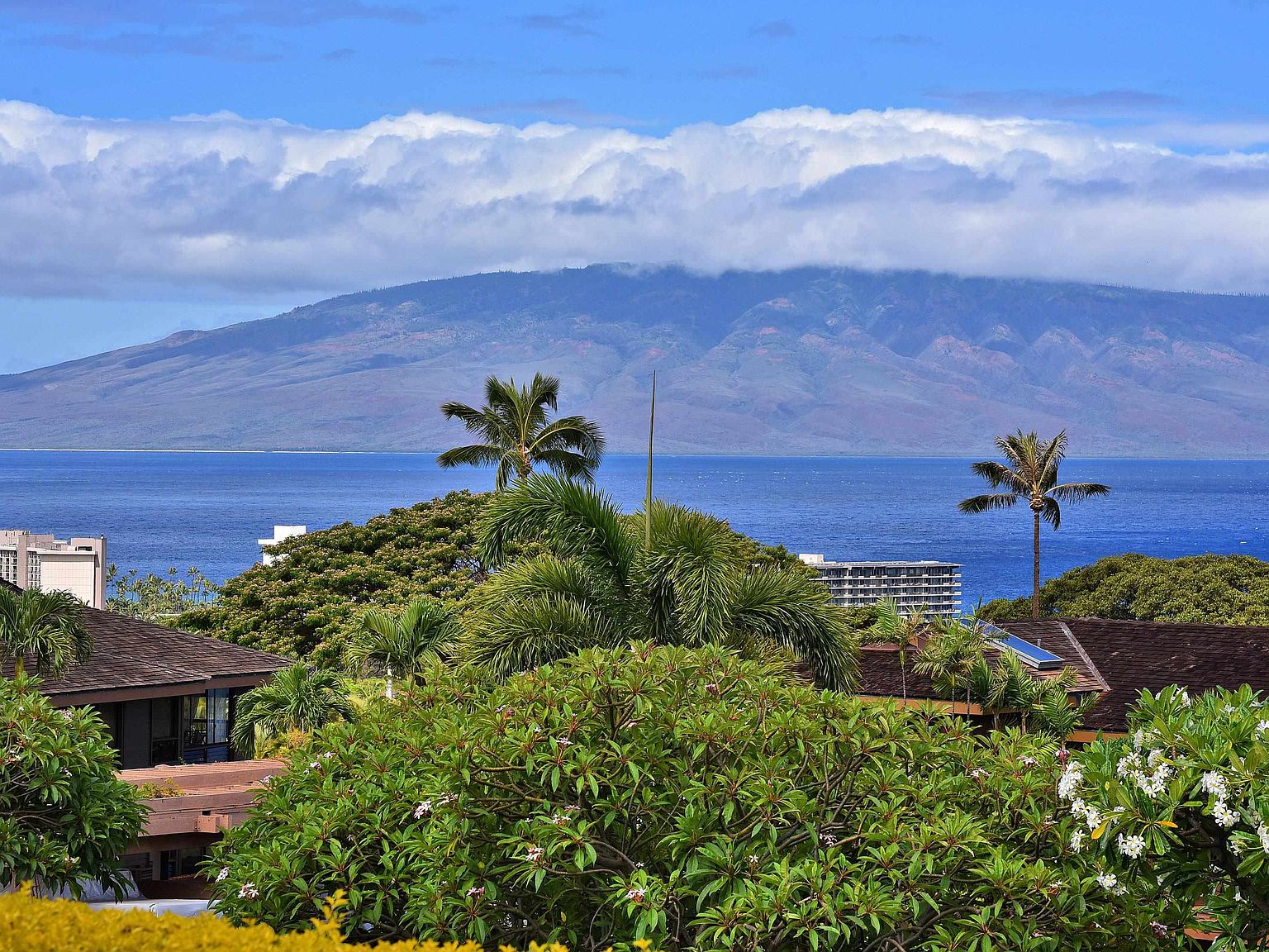 50 Puu Anoano St APT 3901