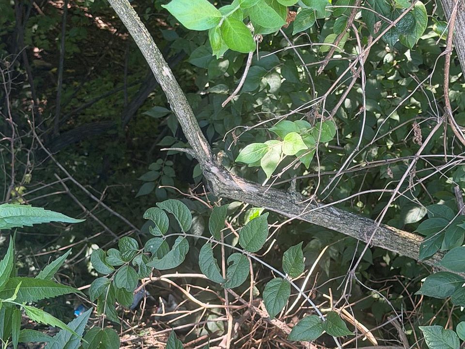 2nd image of 3 Estelle St