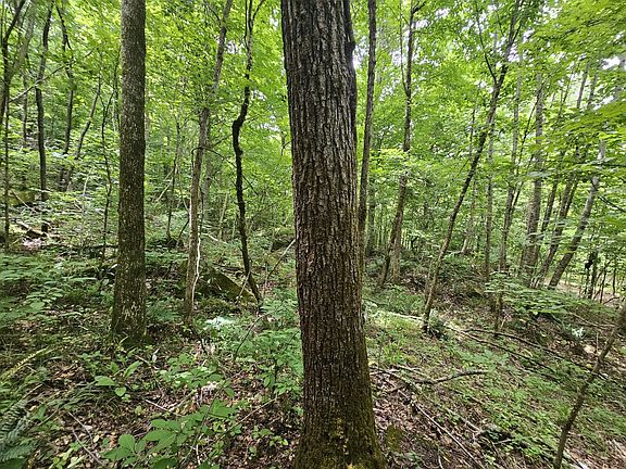 Black walnut on the southwestern portion of the property.