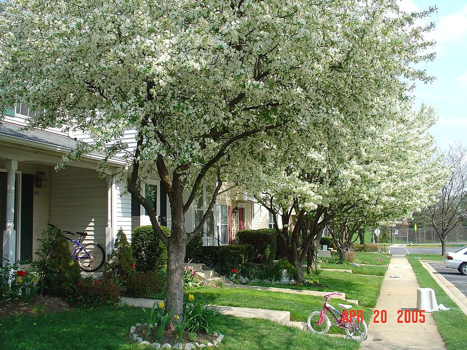 Cherry Row