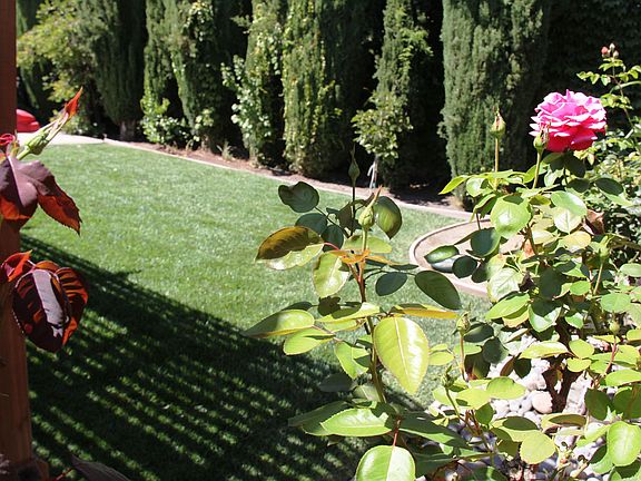 Backyard Garden