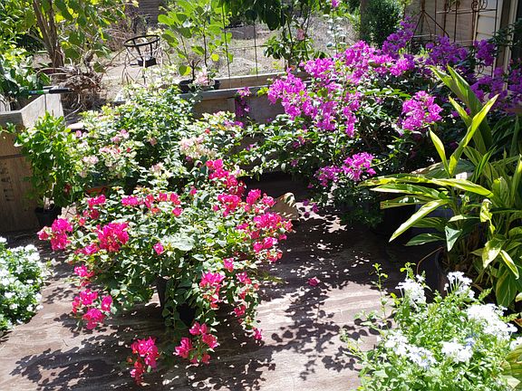 Back Deck before replanting.