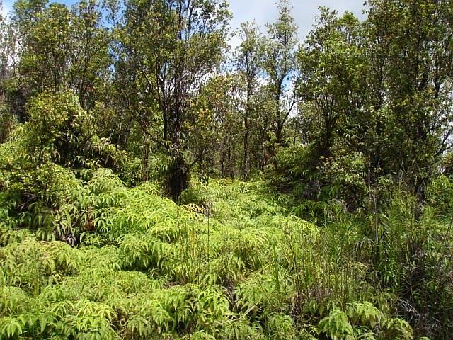 2nd image of Kaleponi Rd Lot 59