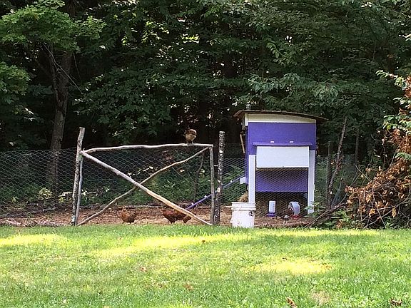 Chickens!